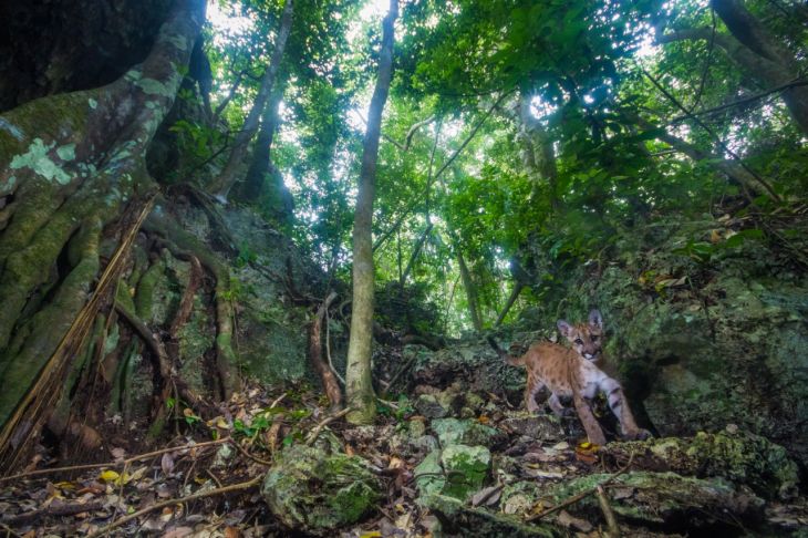 Que el Tren Maya sólo llegue hasta Cancún, propuesta de empresarios